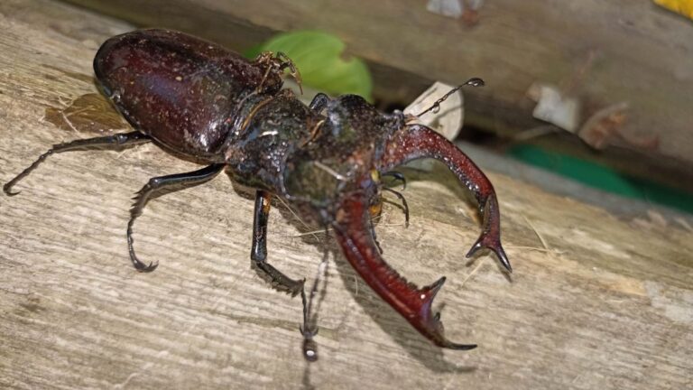 Roháč na dřevěném prknu MADIO