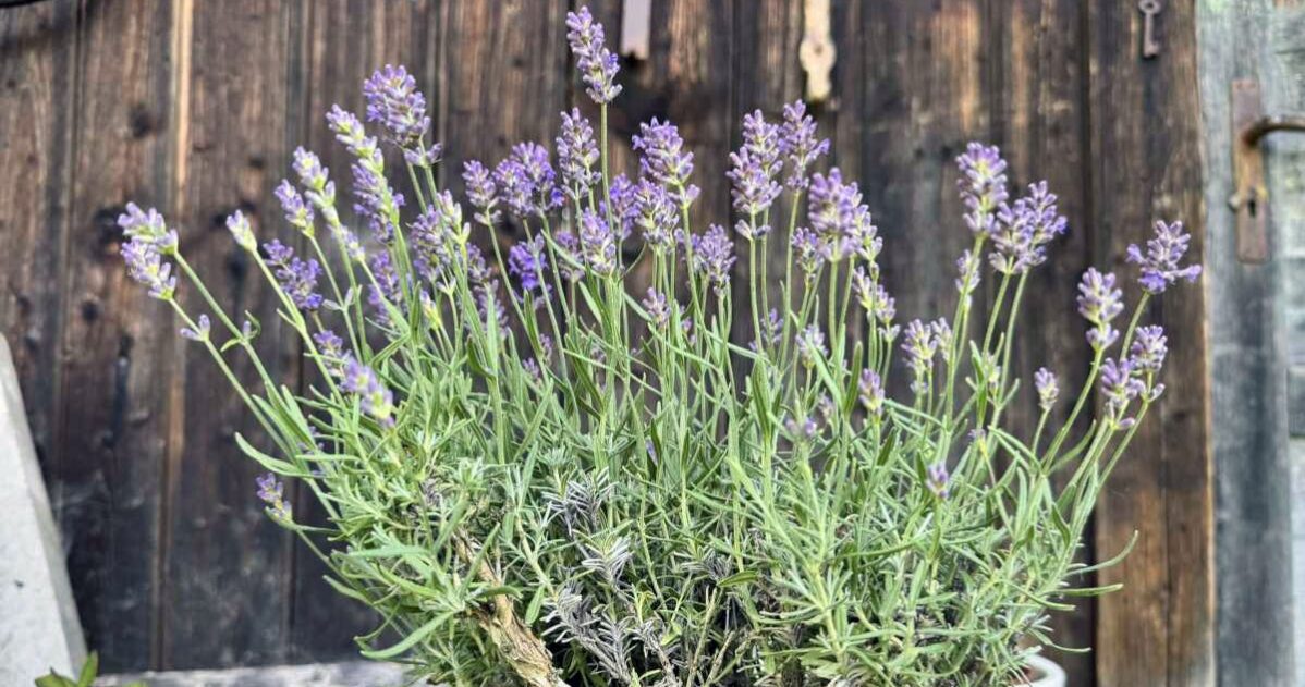 Vnitřní motivace místo direktivy MADIO