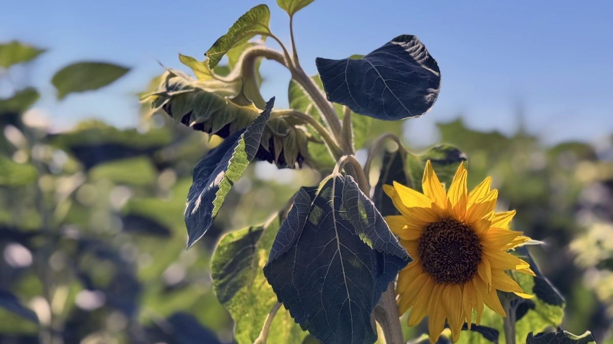 Když si učitel není jistý - co říct, co udělat MADIO